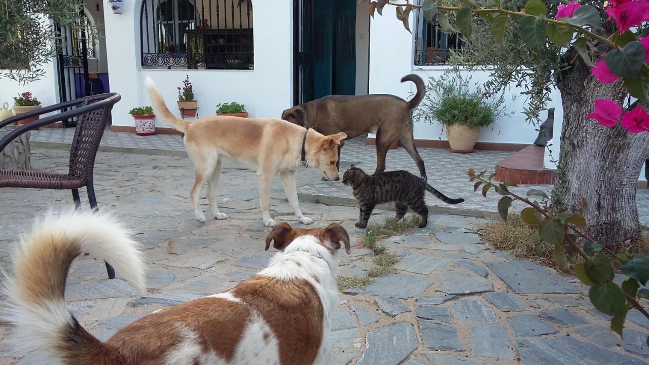 Bed & Breakfast Alegria Y Luna Sorbas Exterior foto